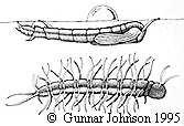 Larven av Phalacrocera replicata