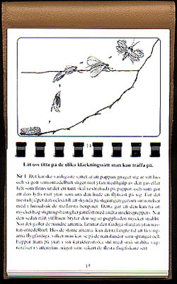 Nattsländor i öringvatten