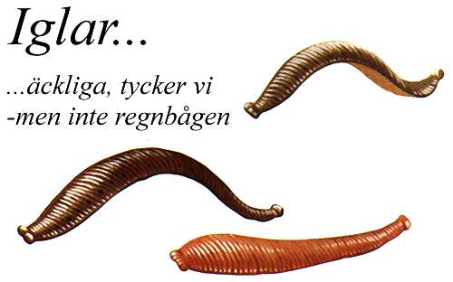 Iglar, äckliga tycker vi - men inte regnbågen