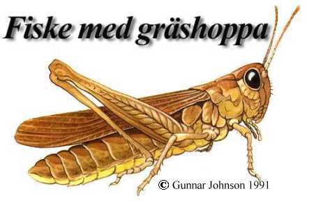 Fiske med gräshoppor