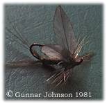 Torrfluga 1
