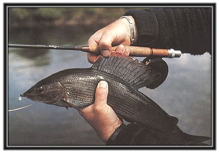 Grayling
