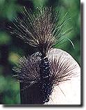 Flytying description for the Frumpy seducer