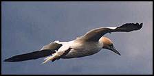 A Gannet