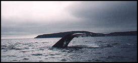 Diving whale
