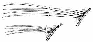 Teckning