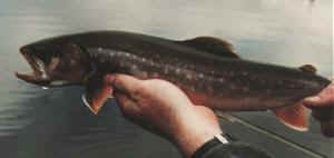 Mature Brookie from Lake Marie Camp, Alaska