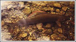 Norwegian grayling, photo by Hans van Klinken