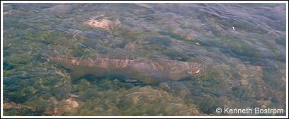 Fat rising trout, photo by Kenneth Boström