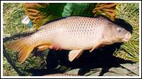 Cyprinus Carpio