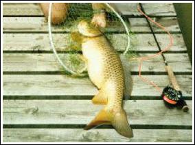 Carp caught on fly rod