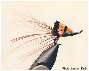 Flag Wing Shrimp