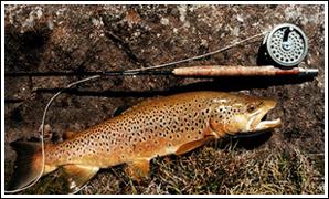 Typical Tasmanian Brown
