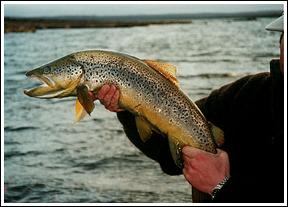 Western Lakes Trophy