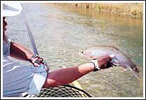 Trout I caught