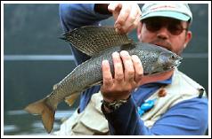 Nice Arctic Grayling, photo by Ina van Klinken
