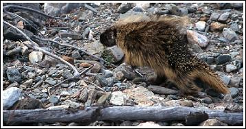 Porcupine, photo by Hans van Klinken
