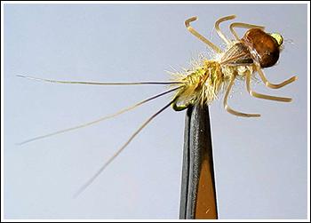 Heptagenid Nymph, photo by Steve Sato