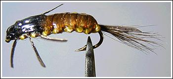 Polish Woven Nymph, photo by Steve Sato