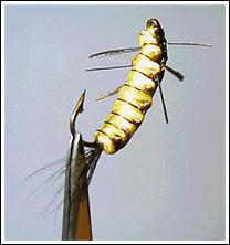 Polish Woven Nymph, photo by Steve Sato