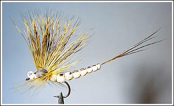 Mohican Mayfly, photo by Steve Sato