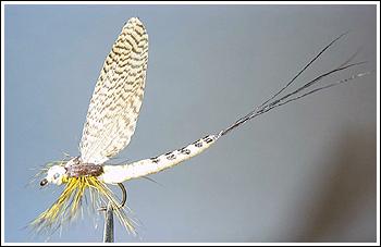 Tube Bodiz Dry (Michigan Mayfly), photo by Steve Sato