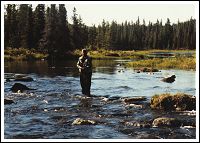 Not stealth fishing