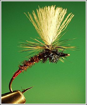 Red Tailed Emerger
