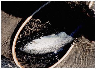 Nice trout from American river
