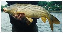 Carp