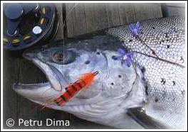 Foto: Petru Dima