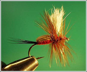 Royal Humpy, photo by Sean Andrews