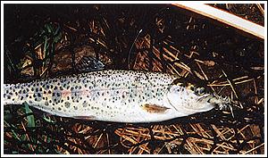 Rainbow Trout, by Dan Fallon