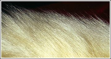 Natural Serebrjanka fur