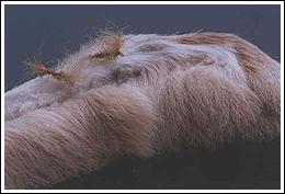 Snowshoe rabbit's foot, photo: Andrea Limberti