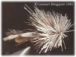 Lennart Bergqvist © 1981