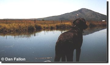 Dog "Nicky" at Fall River