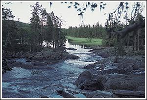 Thommy Gustavsson ©  2004