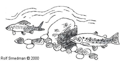 Rolf Smedman © 2000