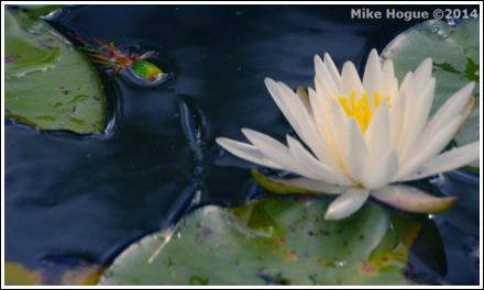 Photo by Mike Hogue 2013 ©
