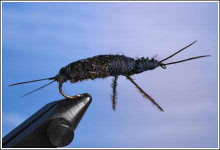 Photo of Peacock Stonefly
