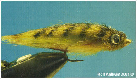 Abborryngel, foto av Rolf Ahlkvist ©