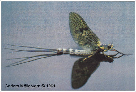Bild på Åsandslända, Ephemera danica, av Anders Möllervärn © 1991