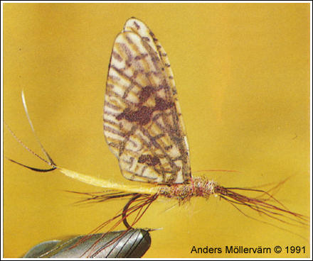 Imitation av Åsandslända, av Anders Möllervärn 1991 ©