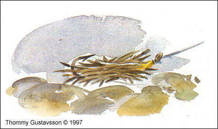 Husmask. Teckning av Thommy Gustavsson 1997 ©