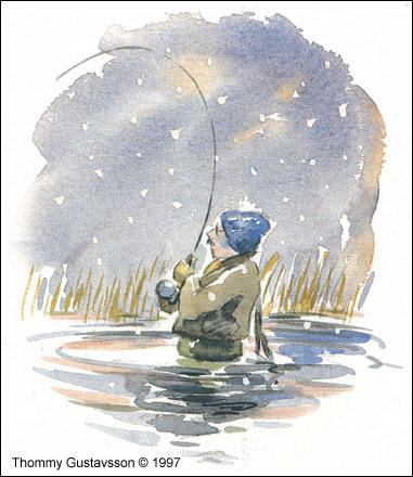 Vintrigt flugfiske, teckning av Thommy Gustavsson 1997 ©