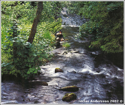 Midgefiske. Foto: Niclas Andersson 2002 ©