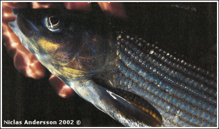 Harrfångst på midgefluga, foto av Niclas Andersson © 2002