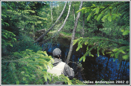 Midgefiske i smååar, foto av Niclas Andersson ©