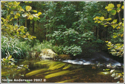 Foto av Niclas Andersson © 2002
